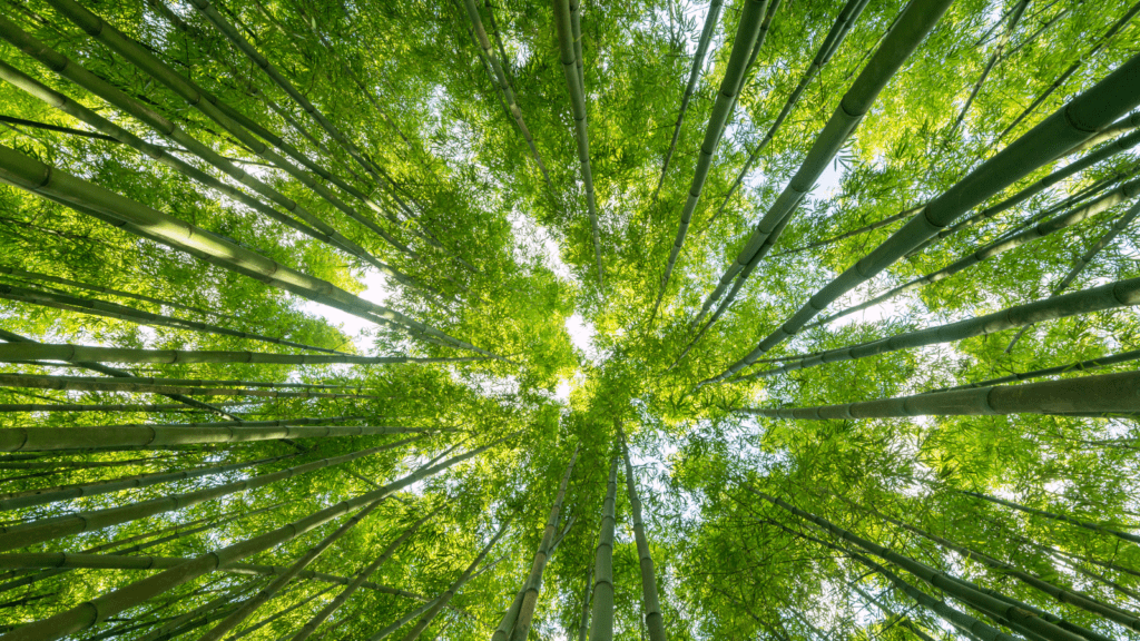Advert through Different Strokes for a research project exploring how important the role of nature was during stroke recovery through Exeter University